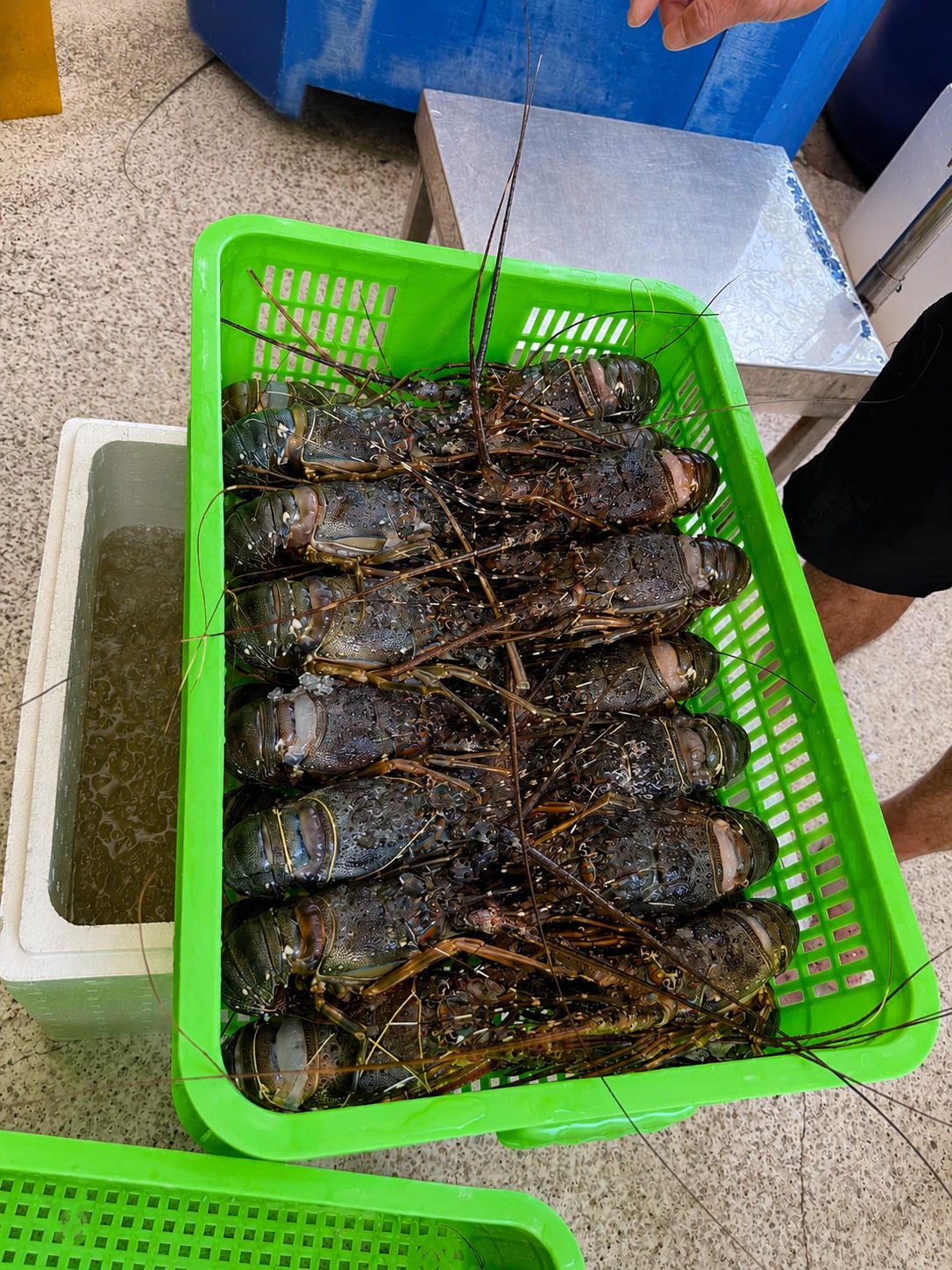 Whole Lobster
